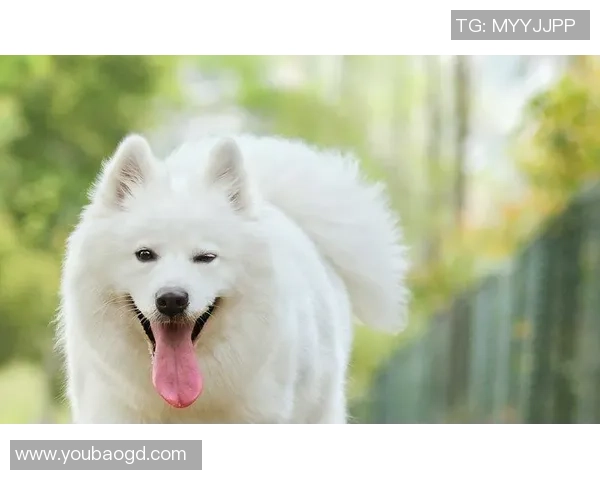 足球明星们的宠物大揭秘 他们都养了哪些可爱动物呢